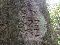Tree Graffiti from 82 