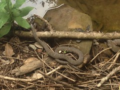 Banded Water Snake at MGap 