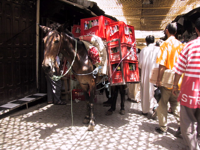 Hard working donkey in Morocco