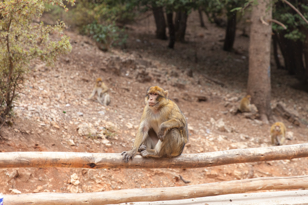 Barbary macaque monkey
