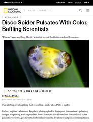 Disco Spider Pulsates With Color, Baffling Scientists