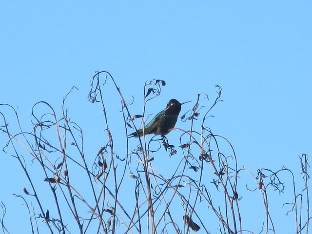 chilly anna's hummingbird in malibu