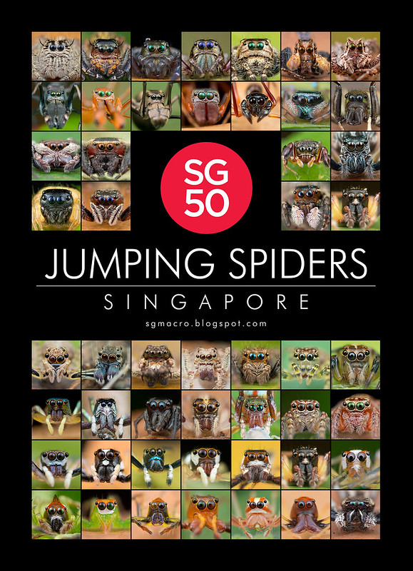 SG50 Jumping Spiders of Singapore