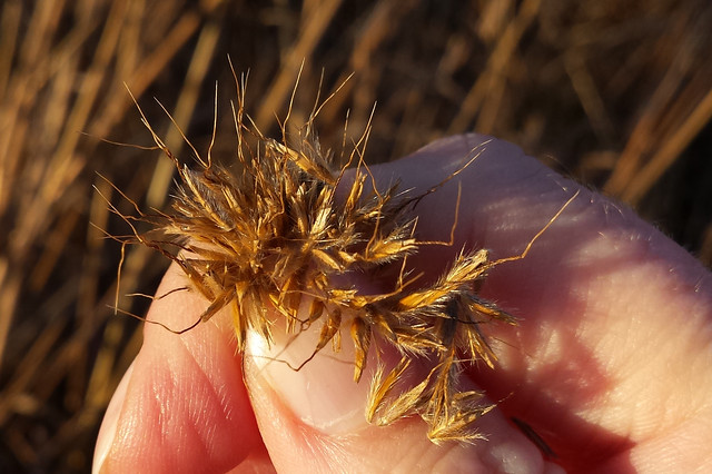 a hand holding Indian grass seeds between the thumb and forefinger