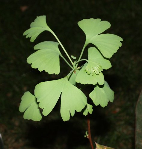 first_ginkgo_leaves