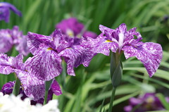 Iris flowers in Koishikawa Korakuen