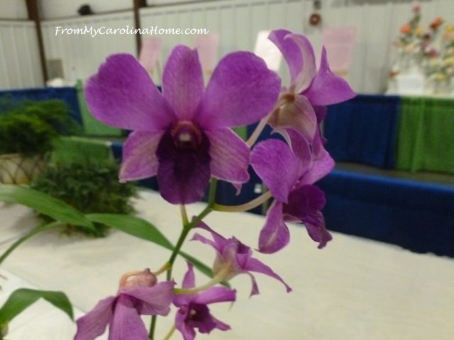 State Fair 2016 - Orchid purple