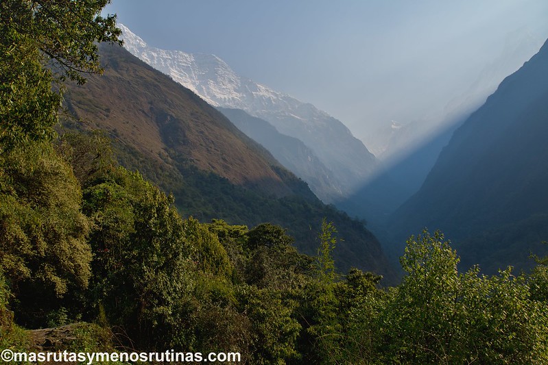 Trek ABC. De Sinuwa (2320 m) a Deurali (3150 m) - NEPAL 2016. Trek al Annapurna Sanctuary (ABC) (4)