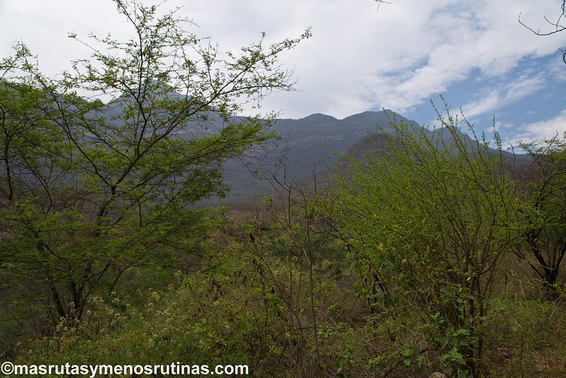 Chiclayo: Saludando a los ojos de anteojos en Chaparrí - Por el norte de PERÚ. De los glaciares a la selva (5)
