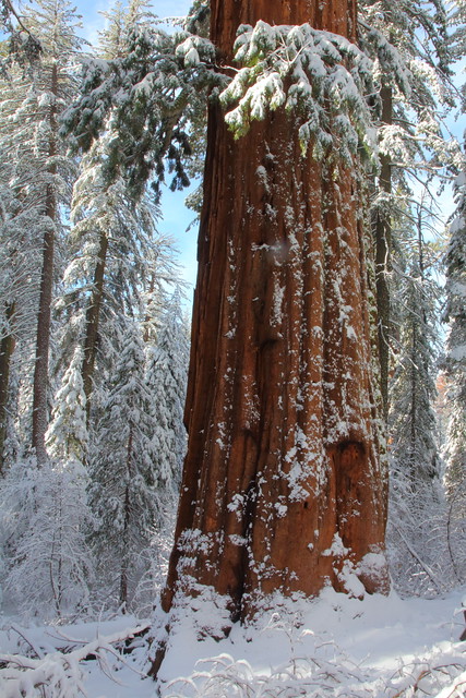 IMG_7356 Tuolumne Grove of Giant Sequoias, Yosemite National Park