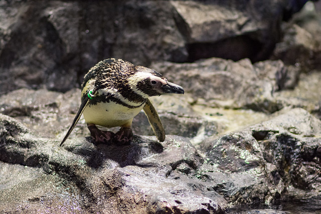 すみだ水族館のペンギン「アロエ」の写真