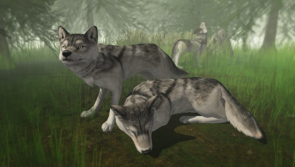 JIAN Grey Wolf (FaMESHed Jan '17)