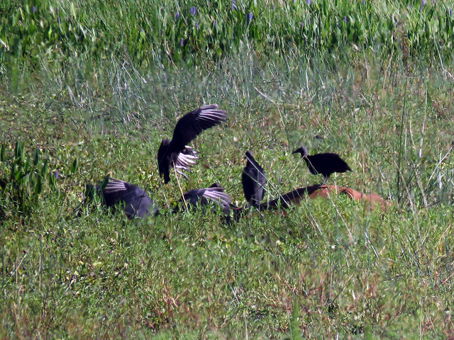 Black Vultures on carcass