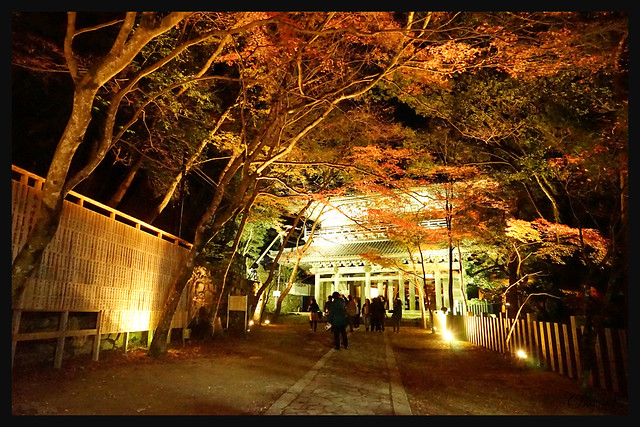 日本滋賀_永源寺 夜燈.24