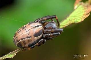 Orb weaver spider (Metazygia laticeps) - DSC_3445