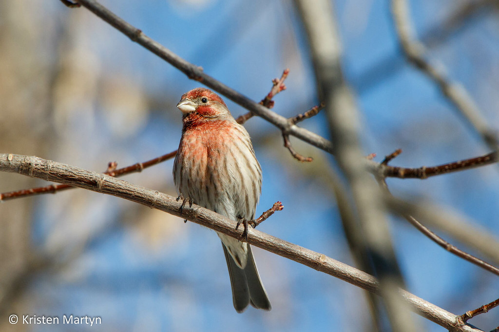 House Finch (Haemorhous mexicanus)