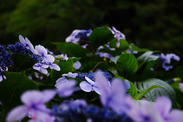 紫陽花 Hydrangea