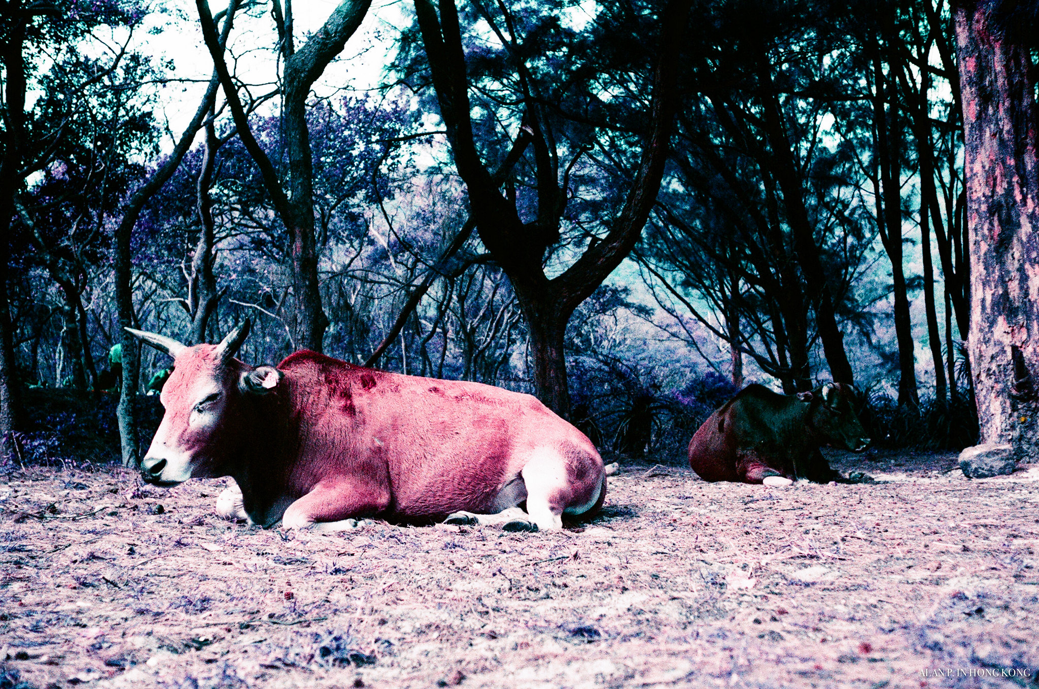 Resting Cows