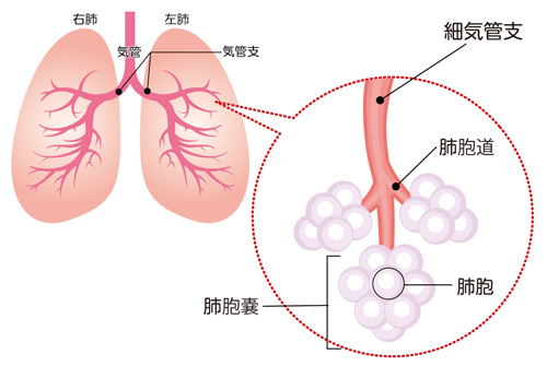 structure-of-the-lung