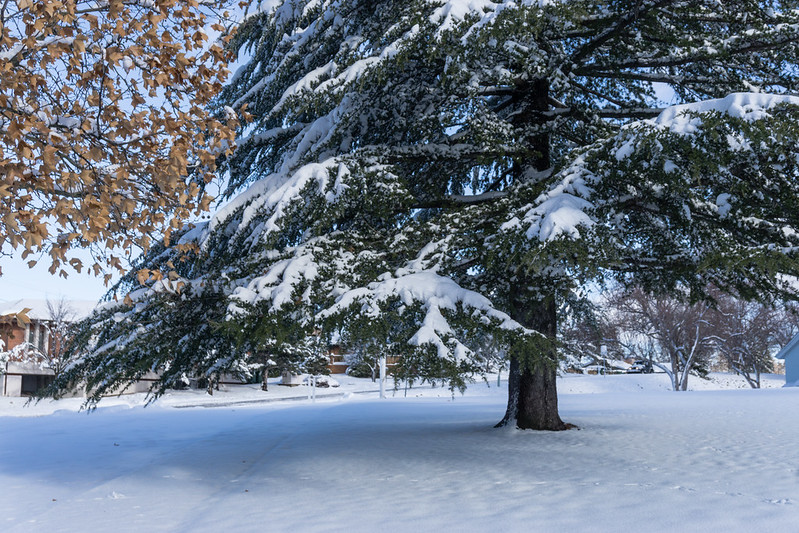 Tree with Snow
