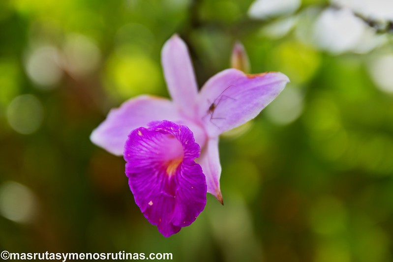 De Tingana a Moyobamba. Orquídeas y colibrís - Por el norte de PERÚ. De los glaciares a la selva (14)