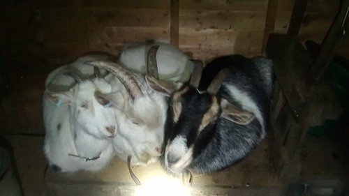 goat and kids Dec 16