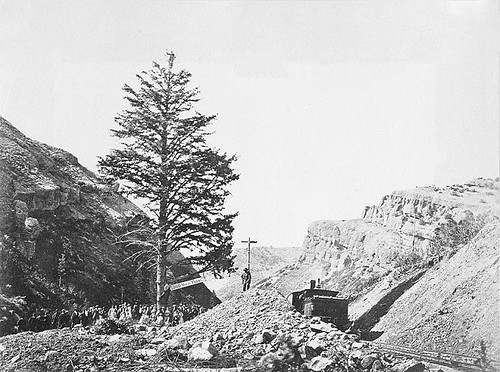 Thousand Mile Tree (1869)