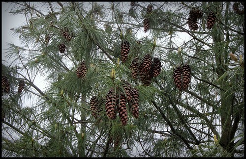 Pinus wallischiana-pin d'Himalaya