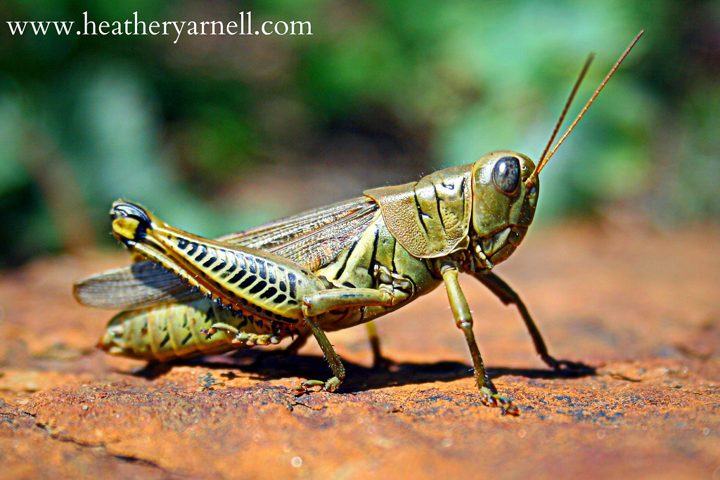 Grasshopper Close-Up