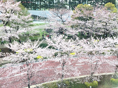 東京ミッドタウンの桜 2016.4.1