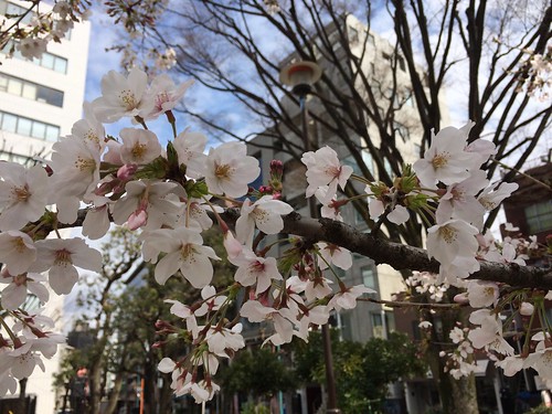 恵比寿公園の桜 2016.3.27