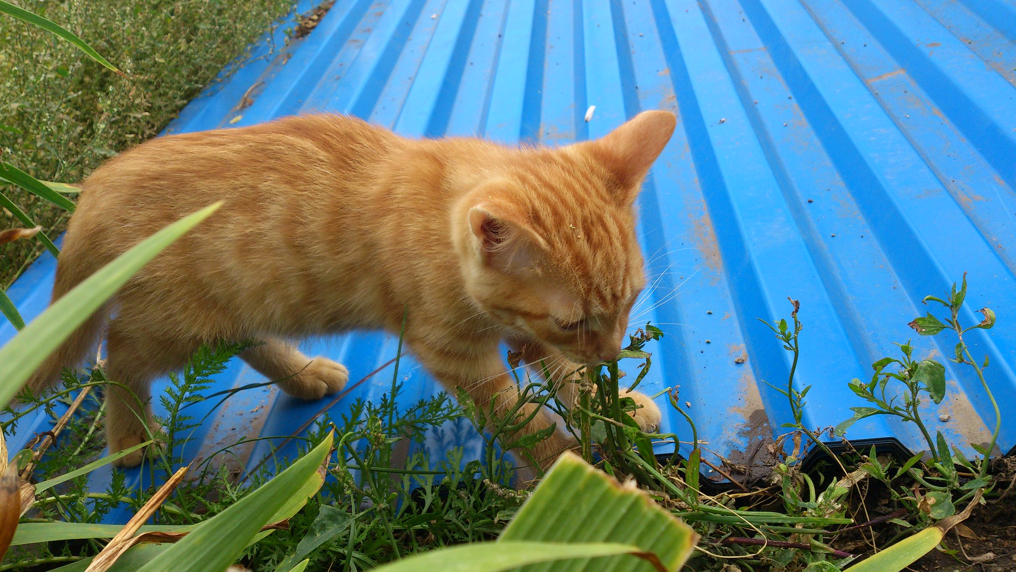 Котята очень любят траву есть:) 