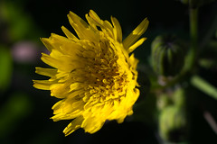 Close-up on flower