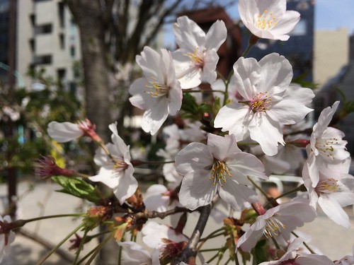 恵比寿公園の桜 2016.3.31