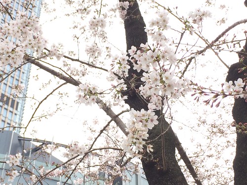 東京ミッドタウンの桜 2016.3.28