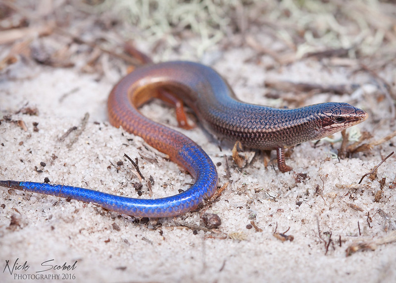 phylogeography of the bluetail mole skink
