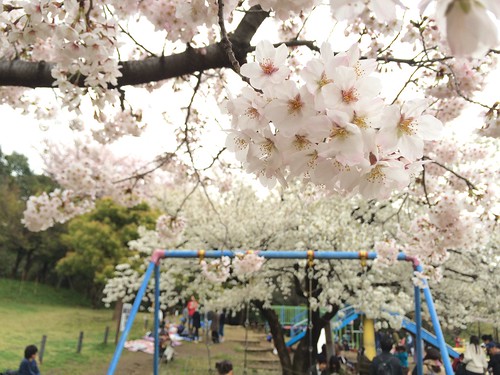 菅刈公園の桜 2016.4.3