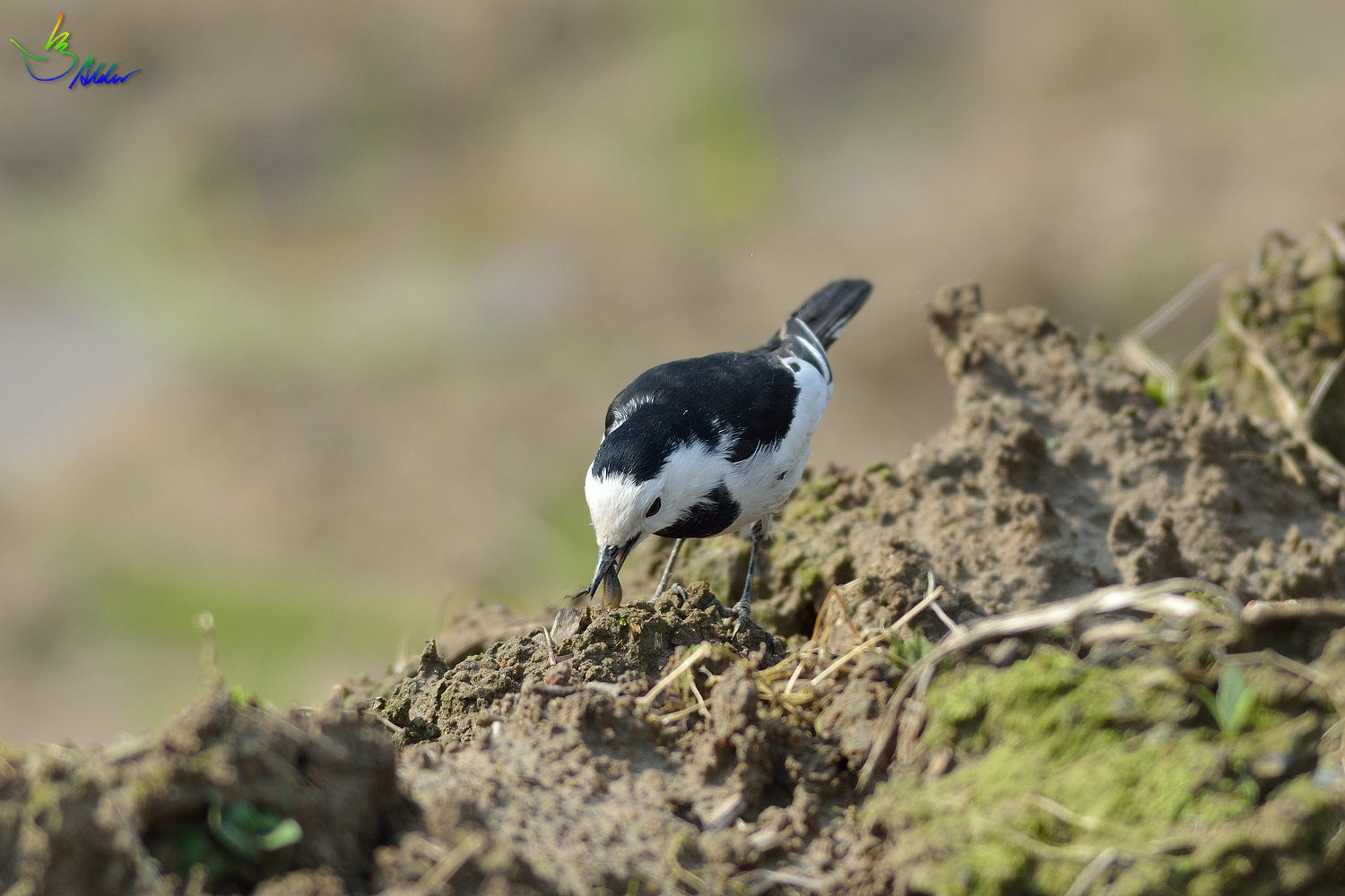 White_Wagtail_0159