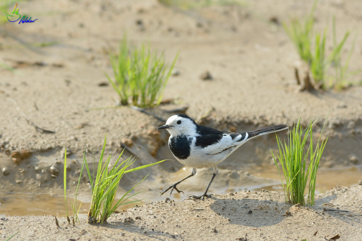 White_Wagtail_0199