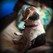 Pondering beagle
