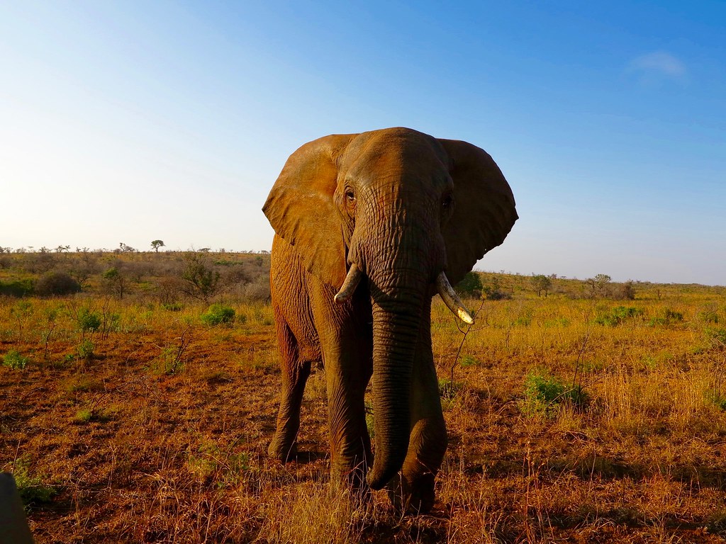 Elefantes en Sudafrica