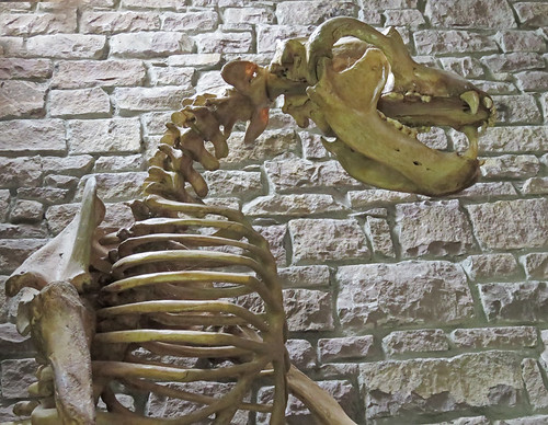 A Cave Bear Skeleton in the Odd Prehistoric Museum in Ireland
