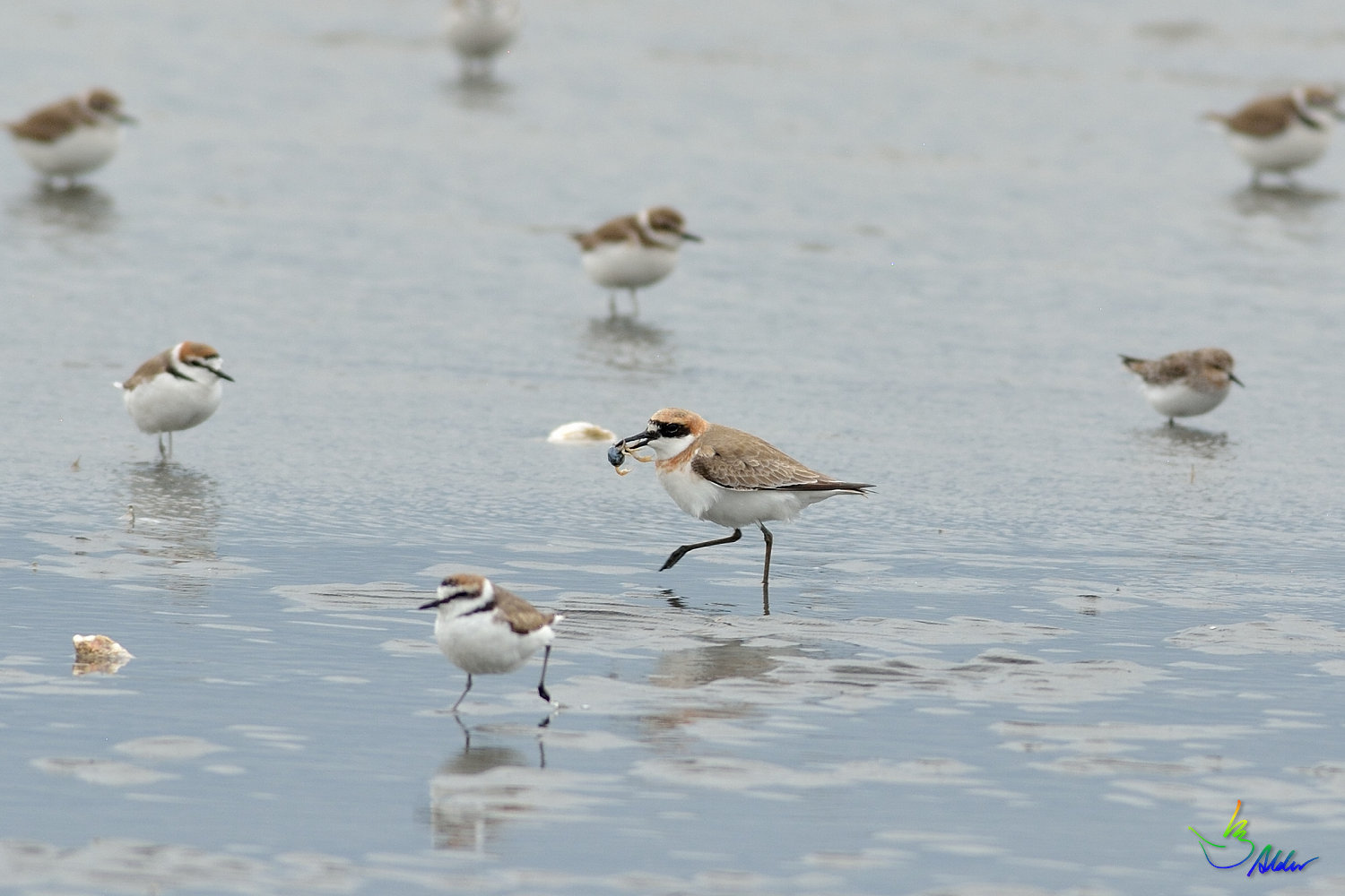 Greater_Sand_Plover_9527
