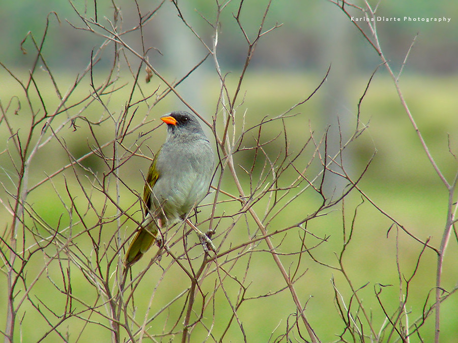 Verdón / Great Pampa-finch