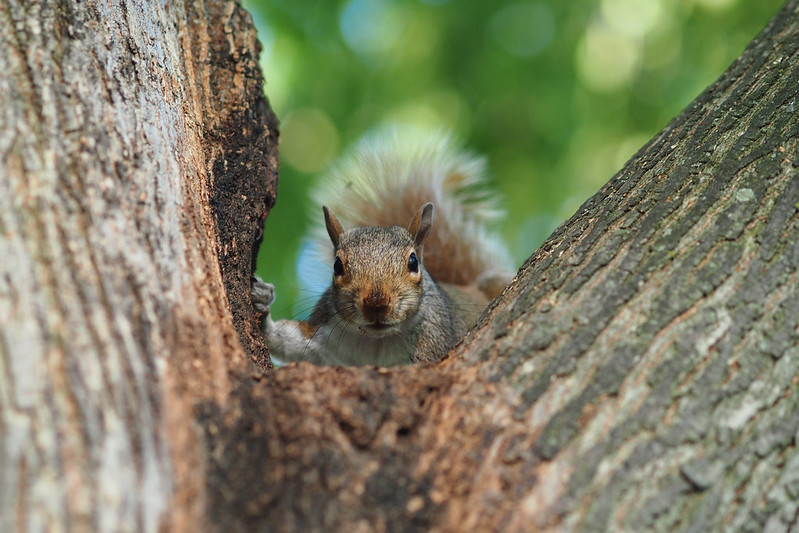 Squirrel｜Washington DC