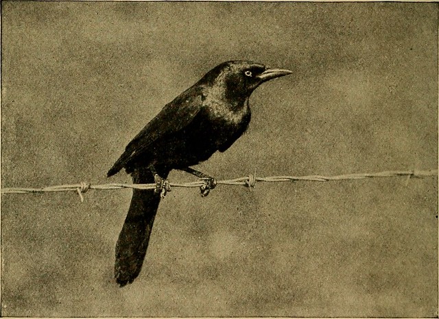 Image from page 359 of "Bird lore" (1899)