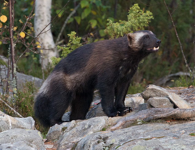 photo of a wolverine