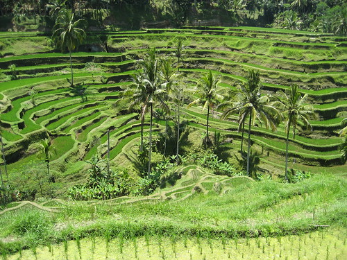 Rice field terrace