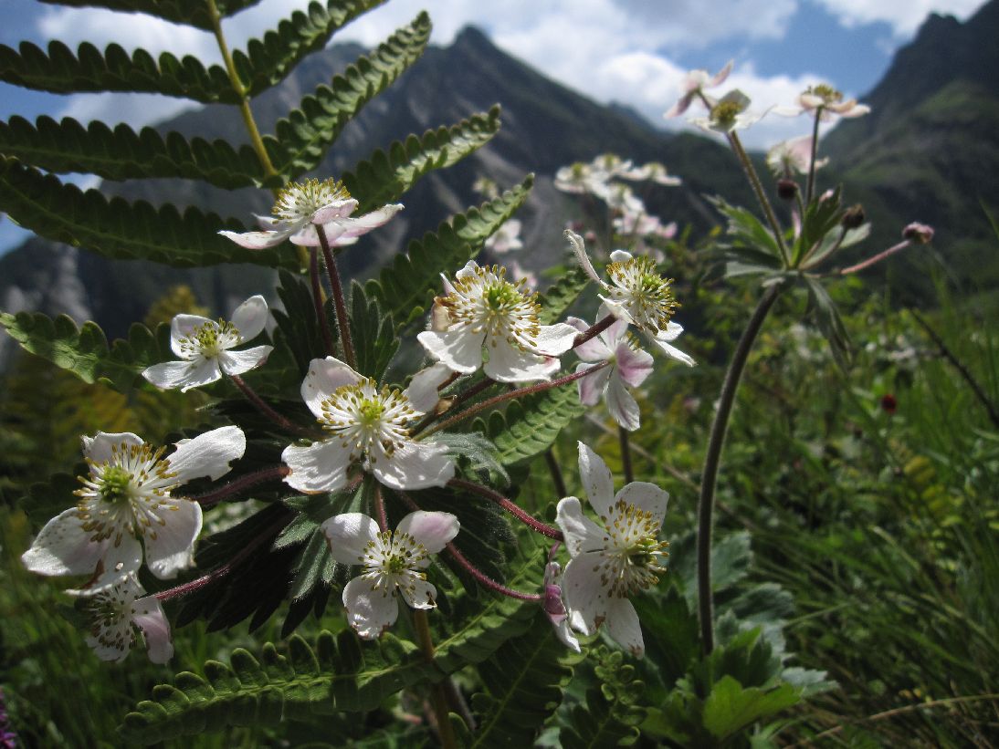 Endemic Flowers At Valley Of Flowers
