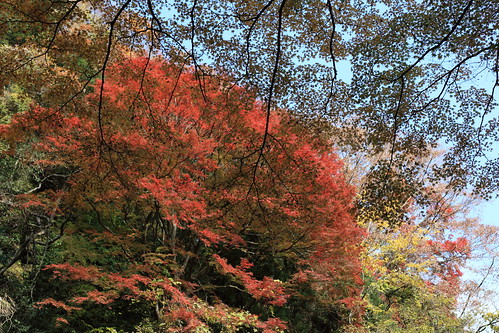 Tinted Autumnal Leaves / 錦秋(きんしゅう)